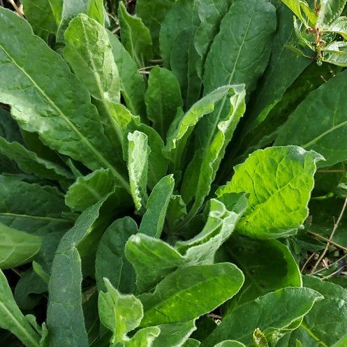 Photo of the plant species Bristly Oxtongue by @PremierOmnom13 named Lebron on Greg, the plant care app