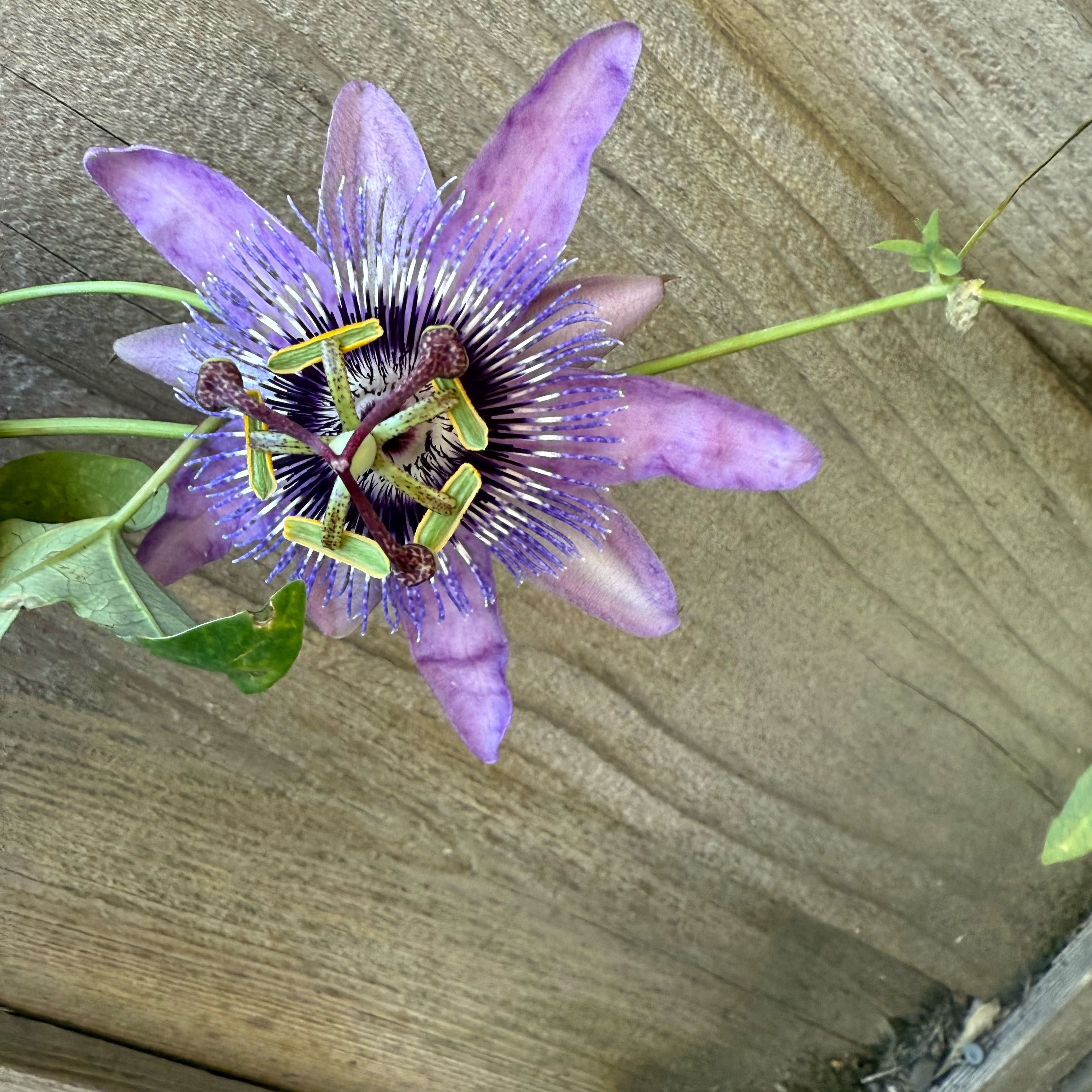 Photo of the plant species Passionflower 'Betty Myles Young' by @ZestGinseng68 named Lanikai on Greg, the plant care app