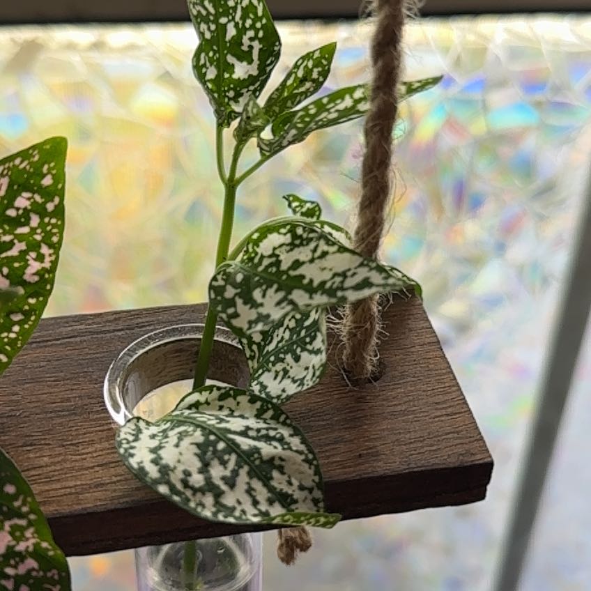 Photo of the plant species Hypoestes 'White' by @Kluckey89 named Gobi on Greg, the plant care app