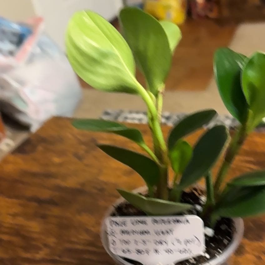 Photo of the plant species pixie peperomia orba by @Kluckey89 named Mando on Greg, the plant care app