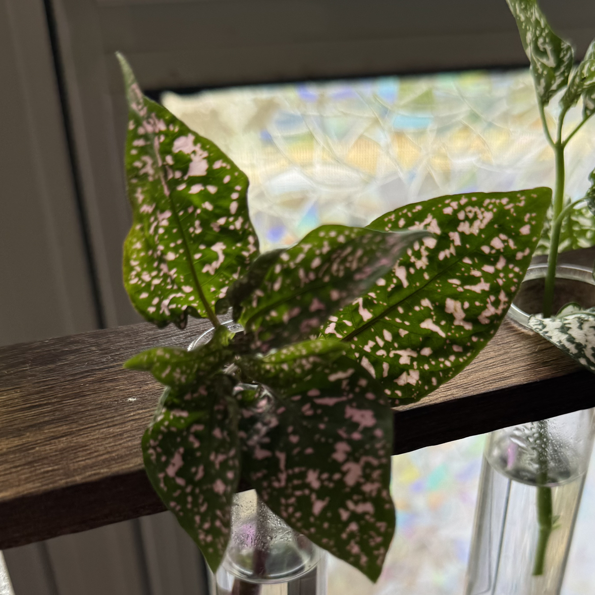 Photo of the plant species Pink Hypoestes by @Kluckey89 named Coco on Greg, the plant care app