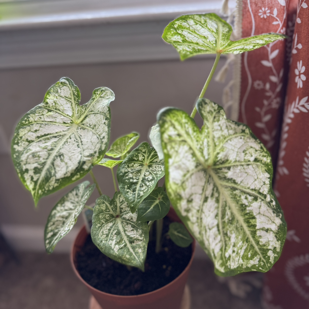 Photo of the plant species Caladium 'White Cap' by @Kluckey89 named Captain Jack Sparrow on Greg, the plant care app
