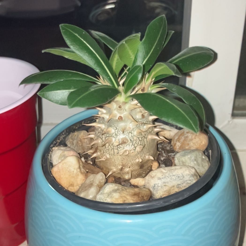 Photo of the plant species Madagascar Palm by @KeyBokchoi58 named Malfoy on Greg, the plant care app
