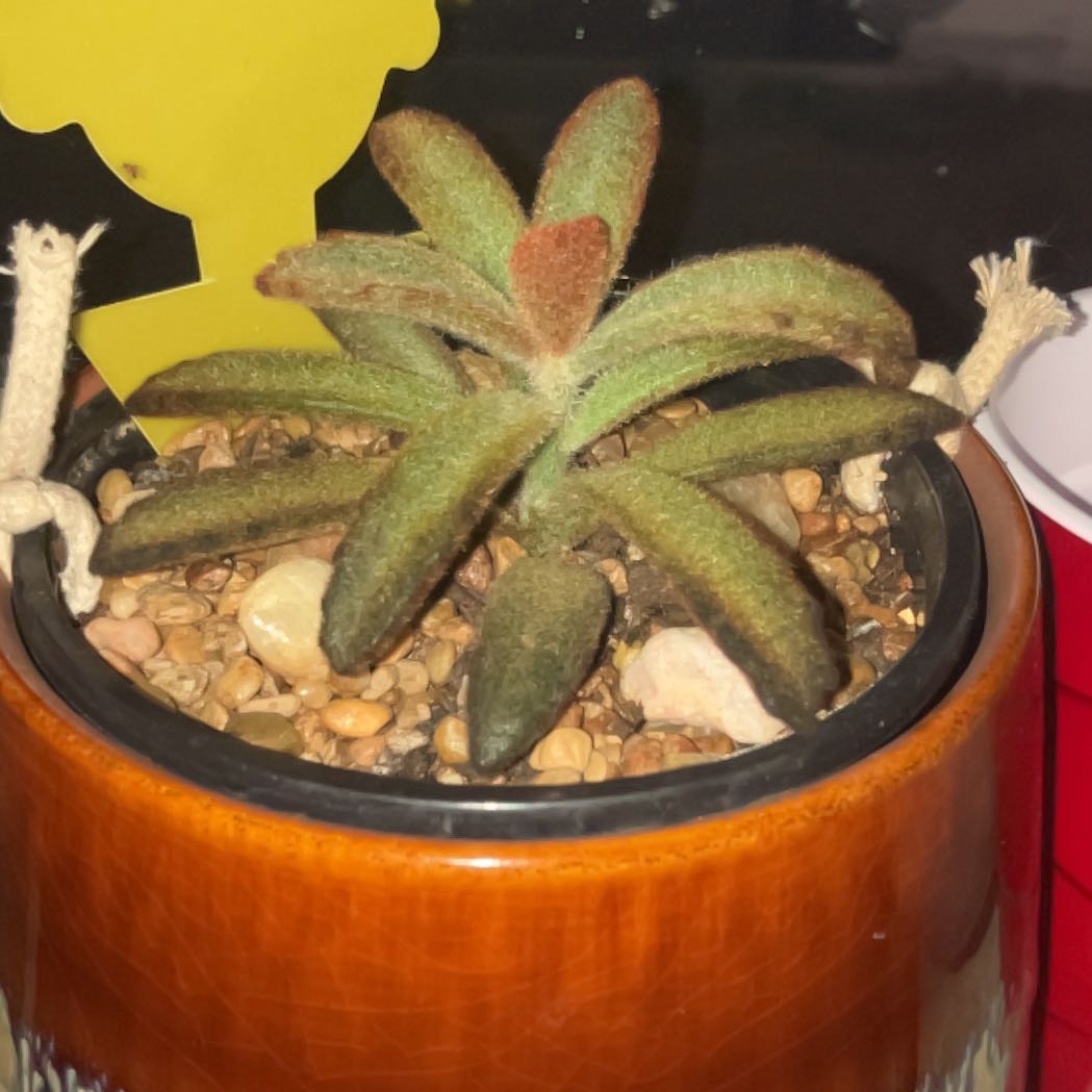 Photo of the plant species Chocolate Soldier Panda Plant by @KeyBokchoi58 named Hooch on Greg, the plant care app