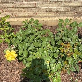 Photo of the plant species Floribunda Rose by @ZarfGarlic71 named da Vinci on Greg, the plant care app
