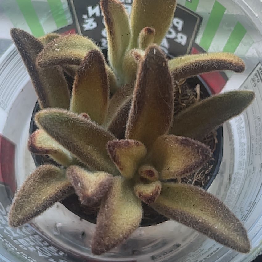 Photo of the plant species Chocolate Soldier Panda Plant by @BubblyAvocado36 named Elina on Greg, the plant care app