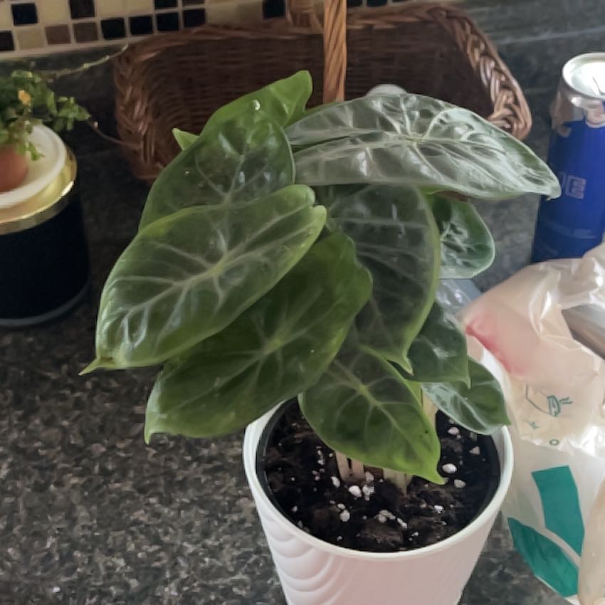 Photo of the plant species Fancy Alocasia by @ClaytonG named Marilyn on Greg, the plant care app