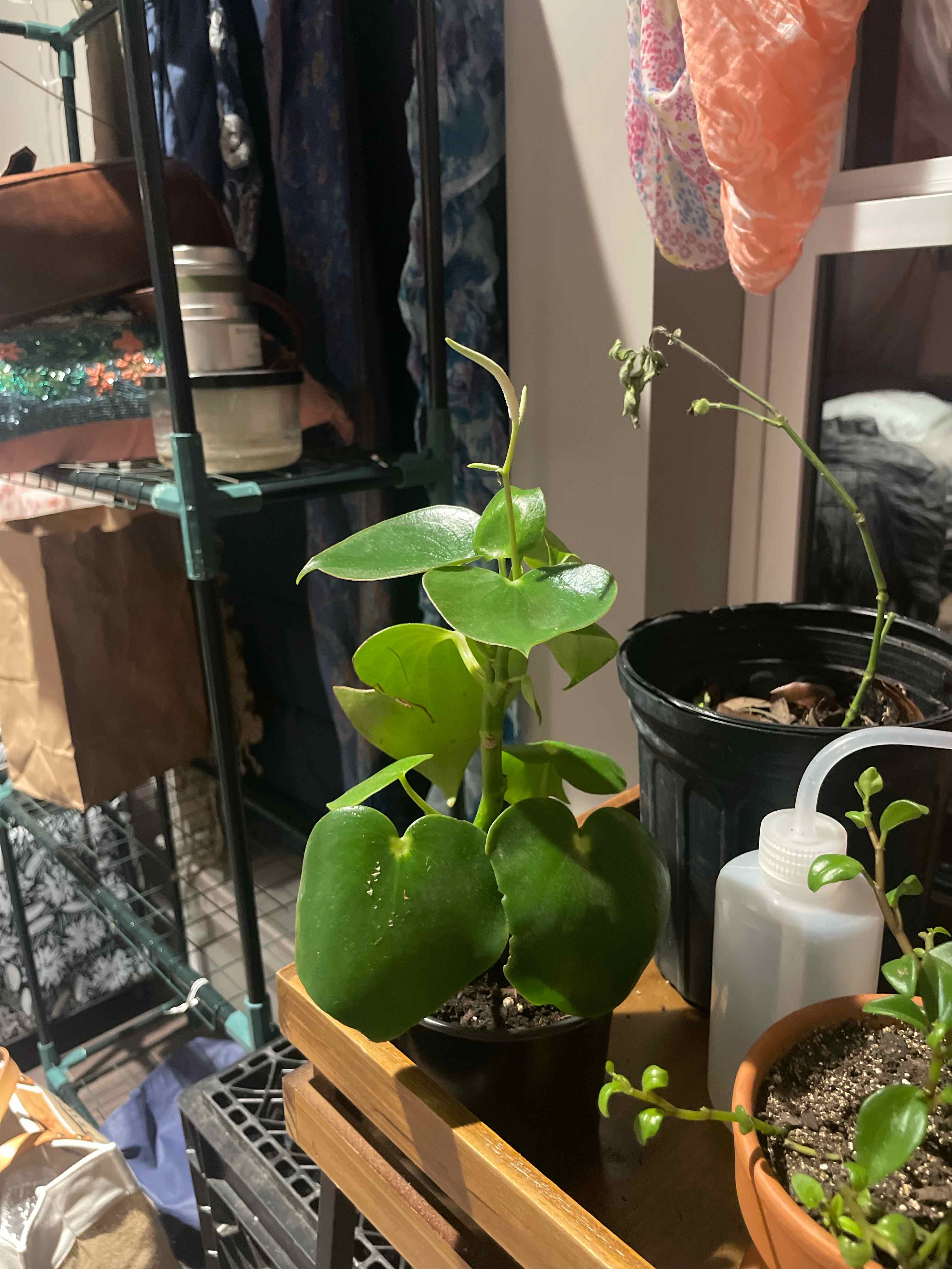 Raindrop Peperomia plant in a pot with vibrant green leaves, another plant in the background.