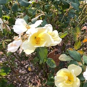 Photo of the plant species Scotch Rose by @SavoryClusia91 named Marilyn on Greg, the plant care app