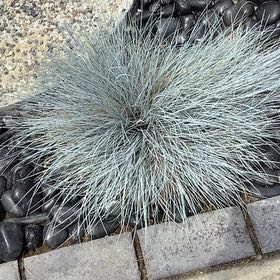 Photo of the plant species Silver Tussock by @BelovedWingfern named Fernie Saunders on Greg, the plant care app