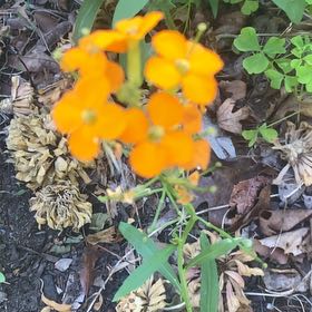 Photo of the plant species Sweetscented Marigold by @SmartPetunia12 named Kobe on Greg, the plant care app