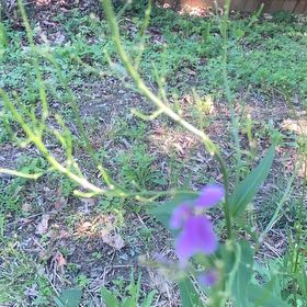 Photo of the plant species Showy Prairie Gentian by @SmartPetunia12 named Marilyn on Greg, the plant care app