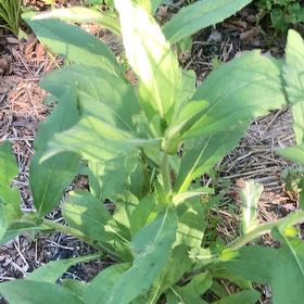 Photo of the plant species Common Soapwort by @SmartPetunia12 named Elle on Greg, the plant care app