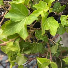 Photo of the plant species Irish Ivy by @FunDatepalm49 named Marilyn on Greg, the plant care app