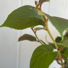 Photo of the plant species Kiwi Fruit by @FunDatepalm49 named Girlfrond on Greg, the plant care app