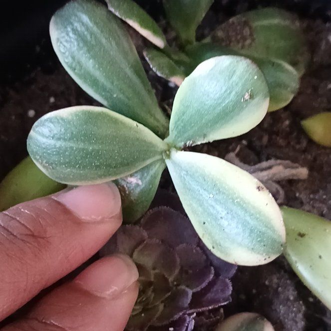 Photo of the plant species Peperomia by @MentorBaibua85 named Robert Plant on Greg, the plant care app
