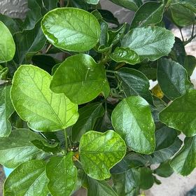 Photo of the plant species Sunset Hibiscus by @SubtleChia72 named Aiyana on Greg, the plant care app