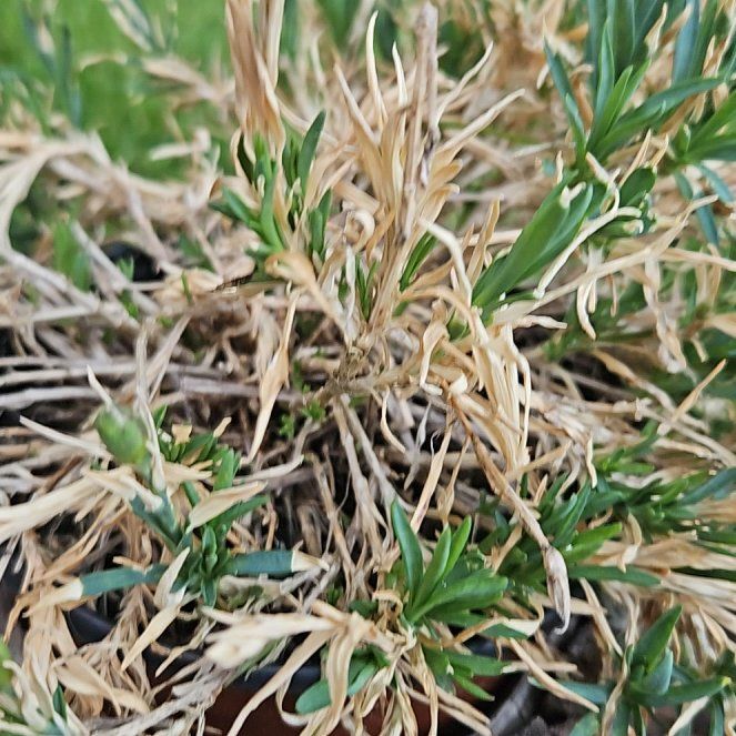 Photo of the plant species Spreading Phlox by @ConvivialRose96 named Cleopatra on Greg, the plant care app