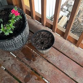 Photo of the plant species Mexican Morning Glory by @SoigneFanpalm82 named Captain Plant-it on Greg, the plant care app