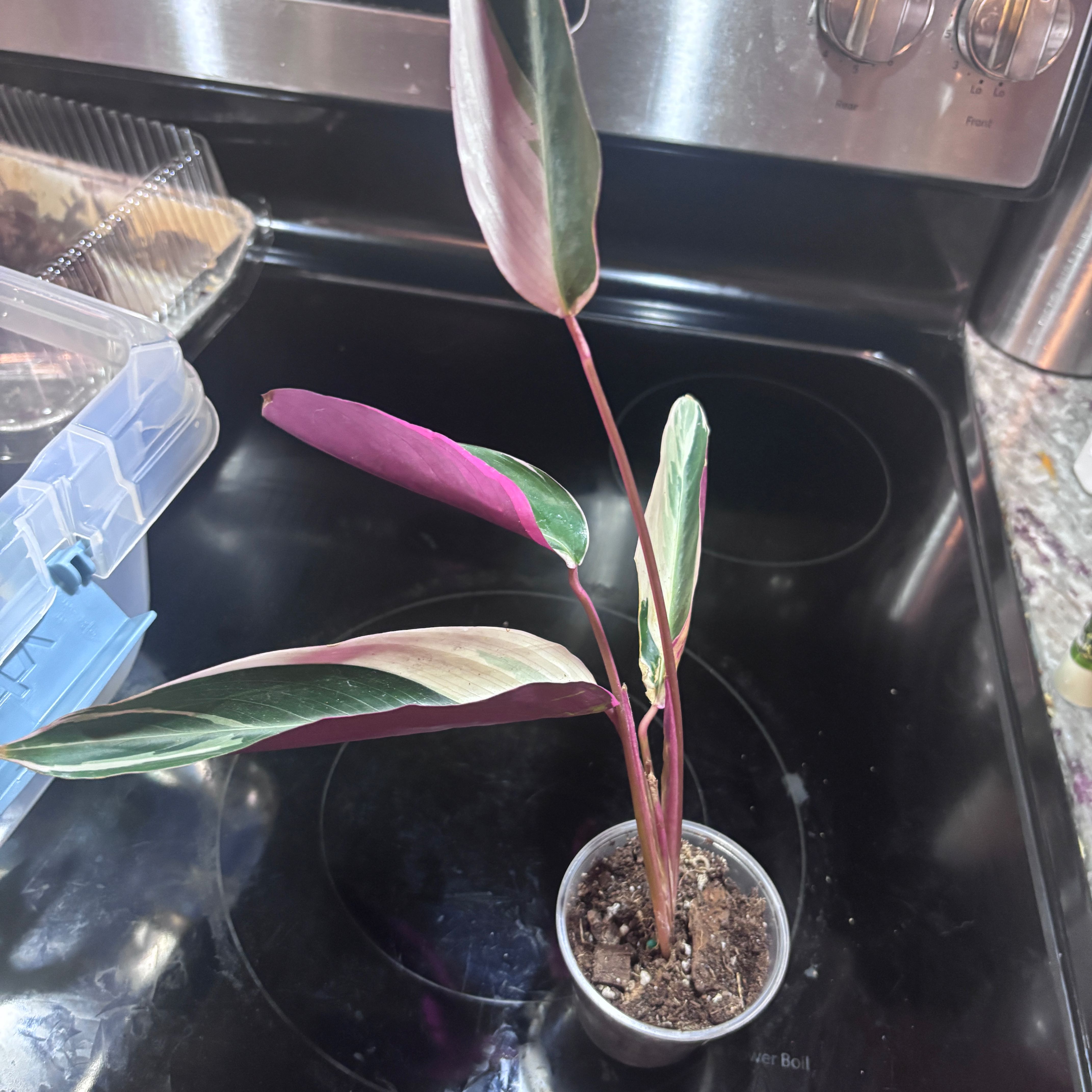 Photo of the plant species Calathea Prayer Plant, by @BraveSmallonion named The Virgin, Mary on Greg, the plant care app