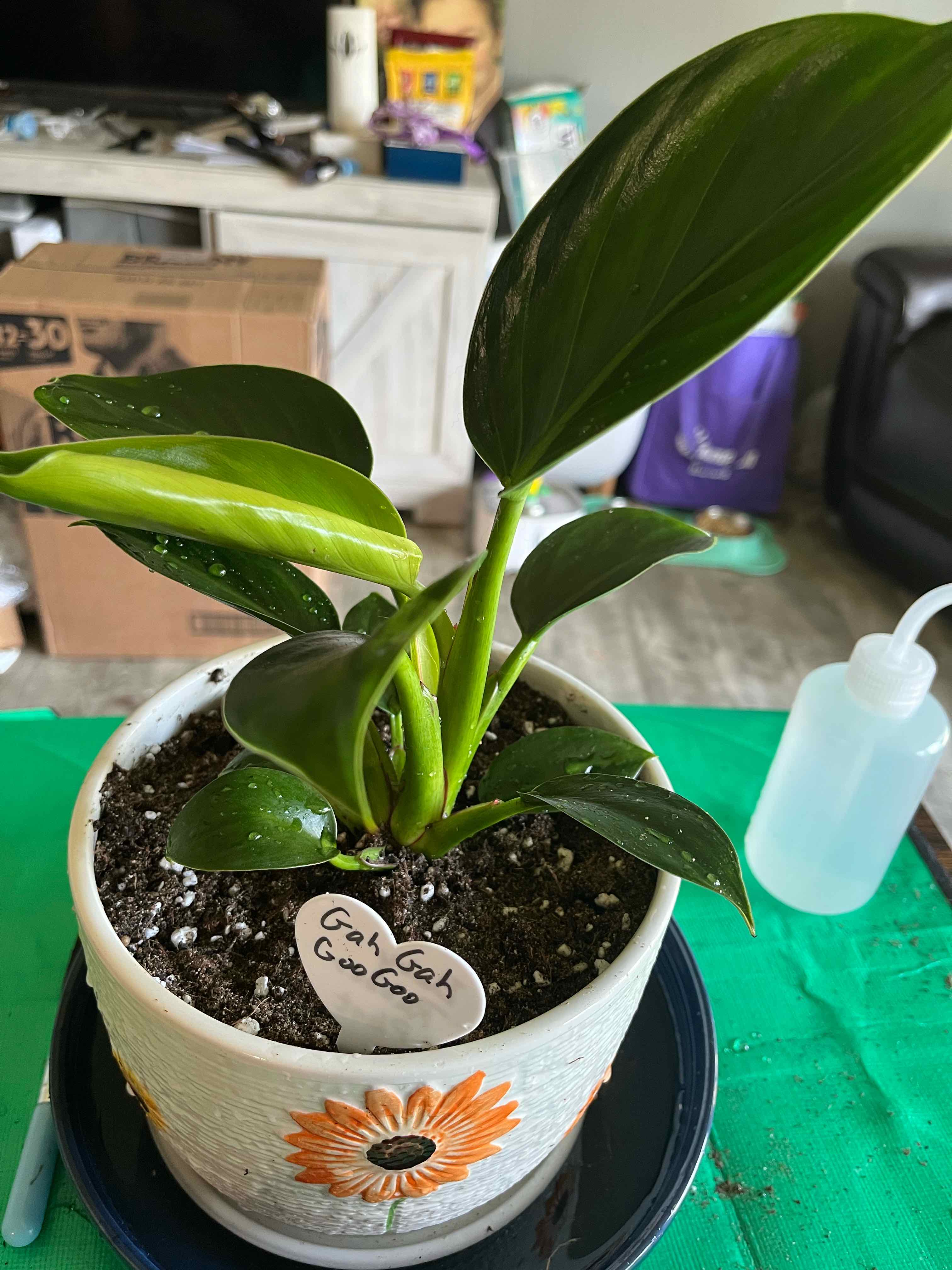 Photo of the plant species Baby Rubber Plant by @HappySelah25 named Goo Goo Gah Gah on Greg, the plant care app