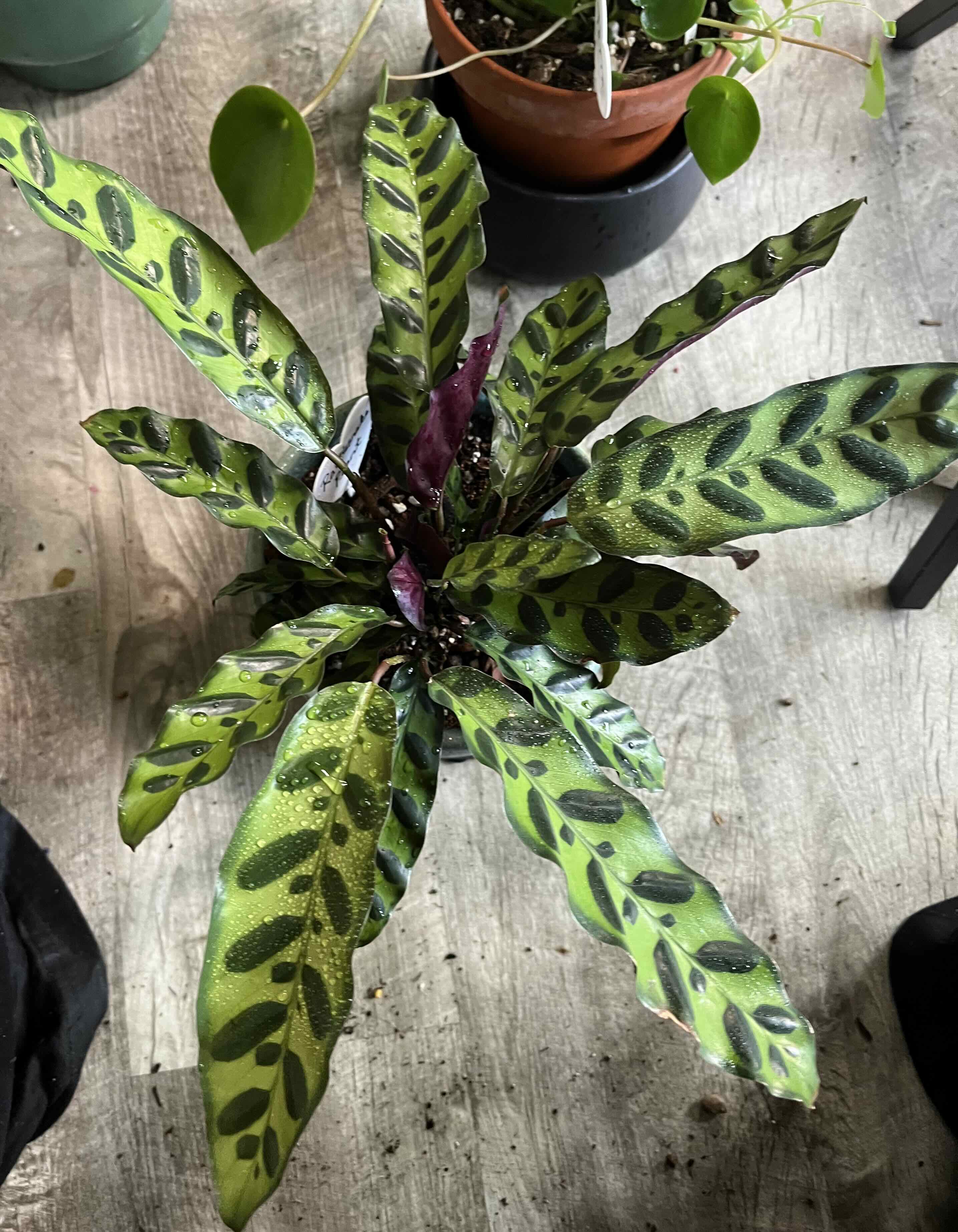 Photo of the plant species Rattlesnake Plant by @HappySelah25 named Snek on Greg, the plant care app
