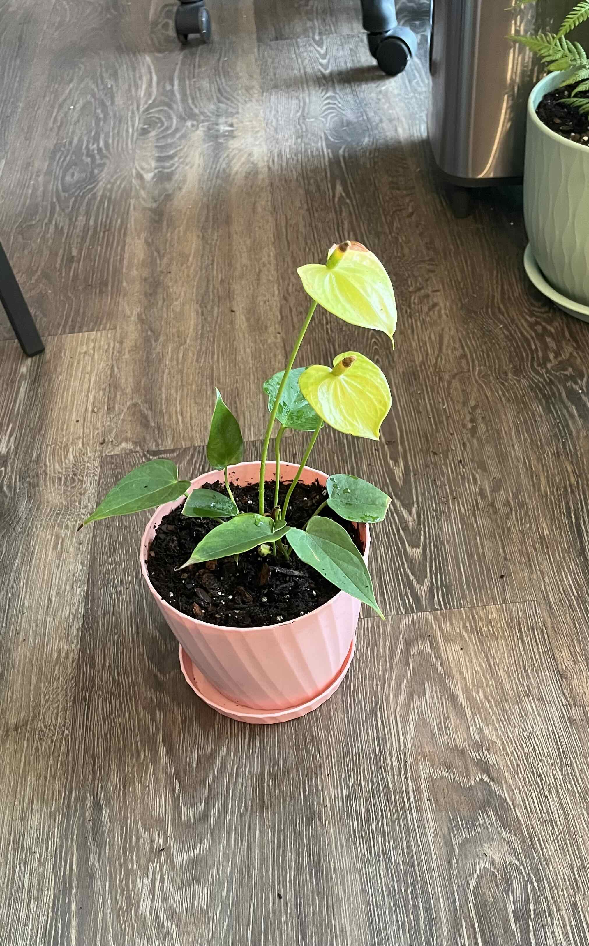 Photo of the plant species Anthurium White Heart by @HappySelah25 named Aunty on Greg, the plant care app