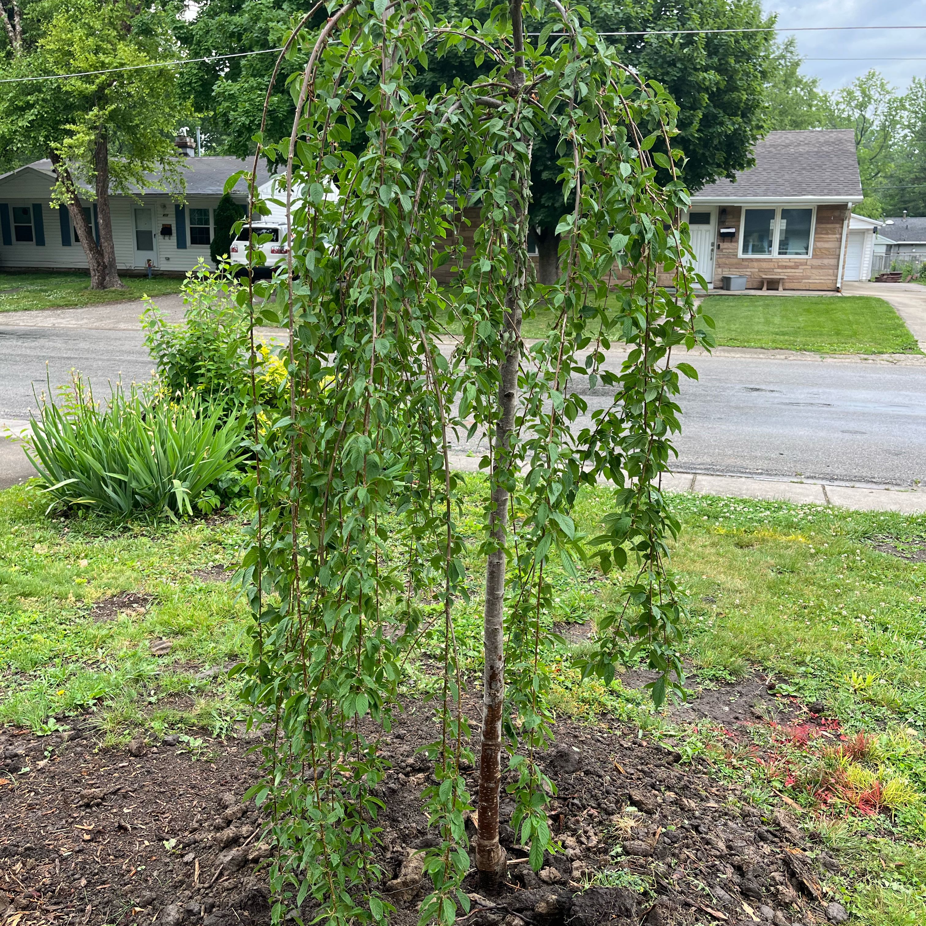 Photo of the plant species Weeping Cherry by @HappySelah25 named Willow on Greg, the plant care app