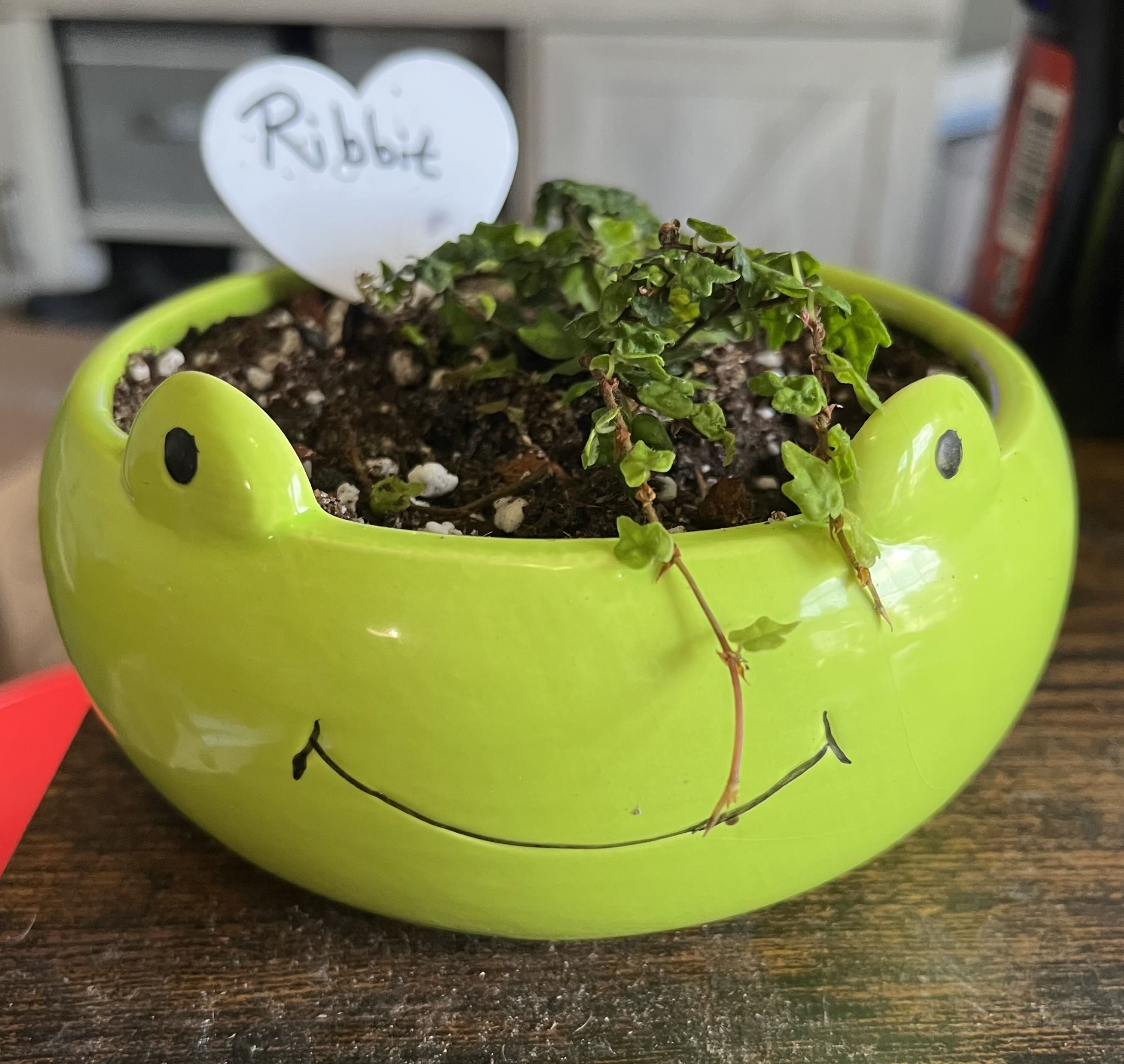 Say hello to Ribbit, a string of frogs in its natural hab...
