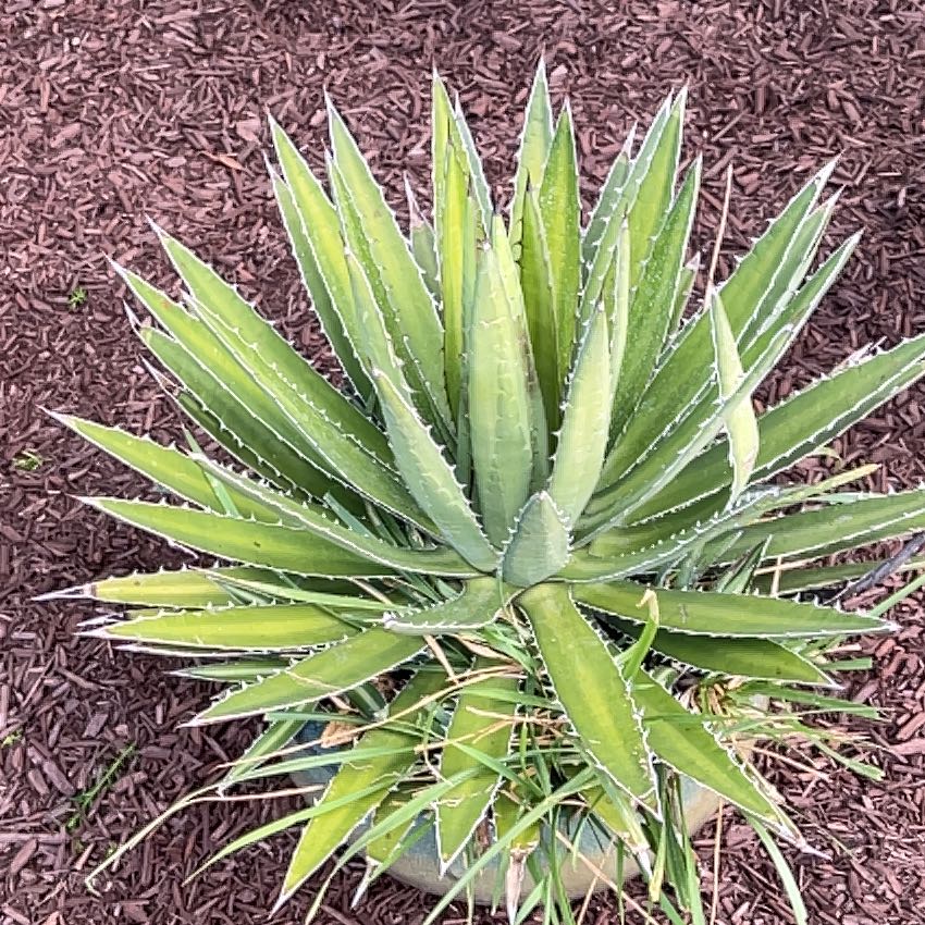 Captain Plant-it