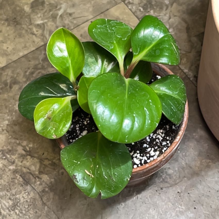Photo of the plant species Low Peperomia by @HappySelah25 named Wall-E on Greg, the plant care app