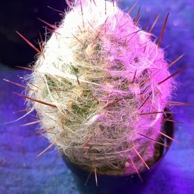 Photo of the plant species White Column Foxtail Cactus by @HappySelah25 named Nithin on Greg, the plant care app
