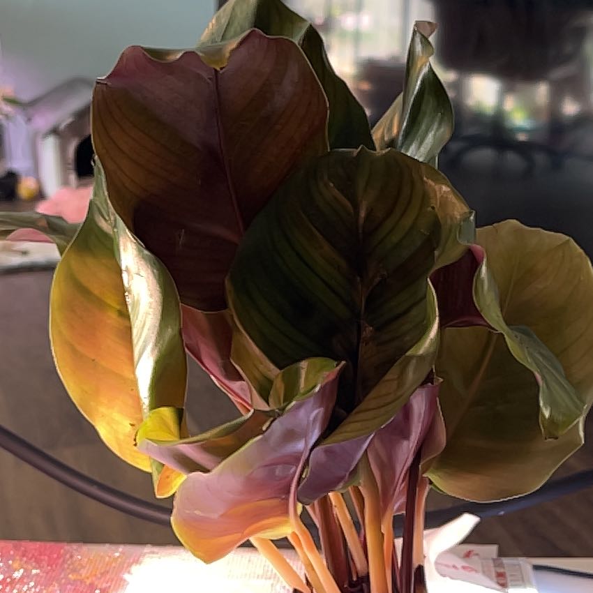 Photo of the plant species Calathea fasciata by @HappySelah25 named Felicia on Greg, the plant care app