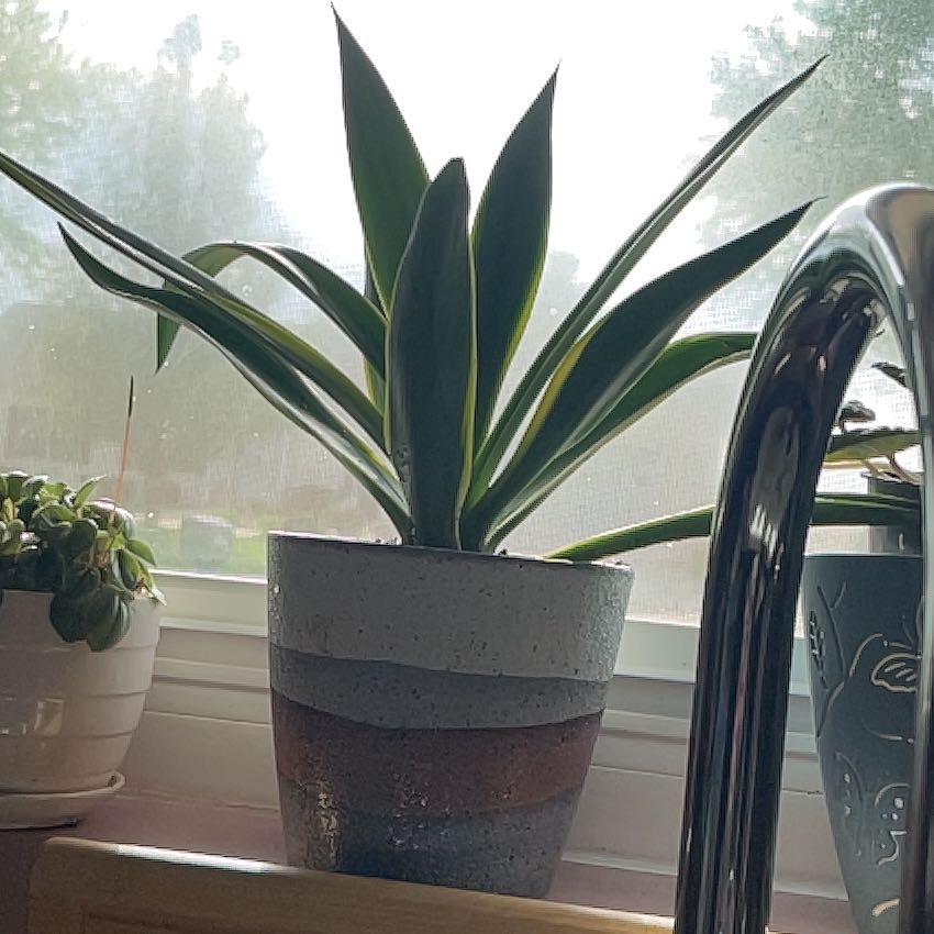 Photo of the plant species Agave desmettiana 'Variegata' by @HappySelah25 named Velma on Greg, the plant care app