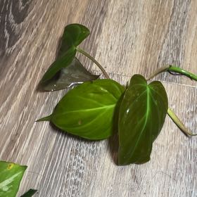 Photo of the plant species Velvet Leaf Philodendron by @HappySelah25 named Velma on Greg, the plant care app