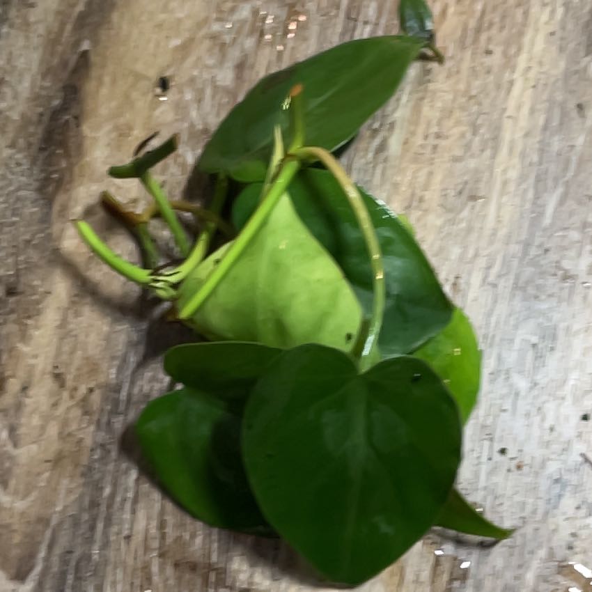 Photo of the plant species Philodendron cordatum by @HappySelah25 named Winston on Greg, the plant care app