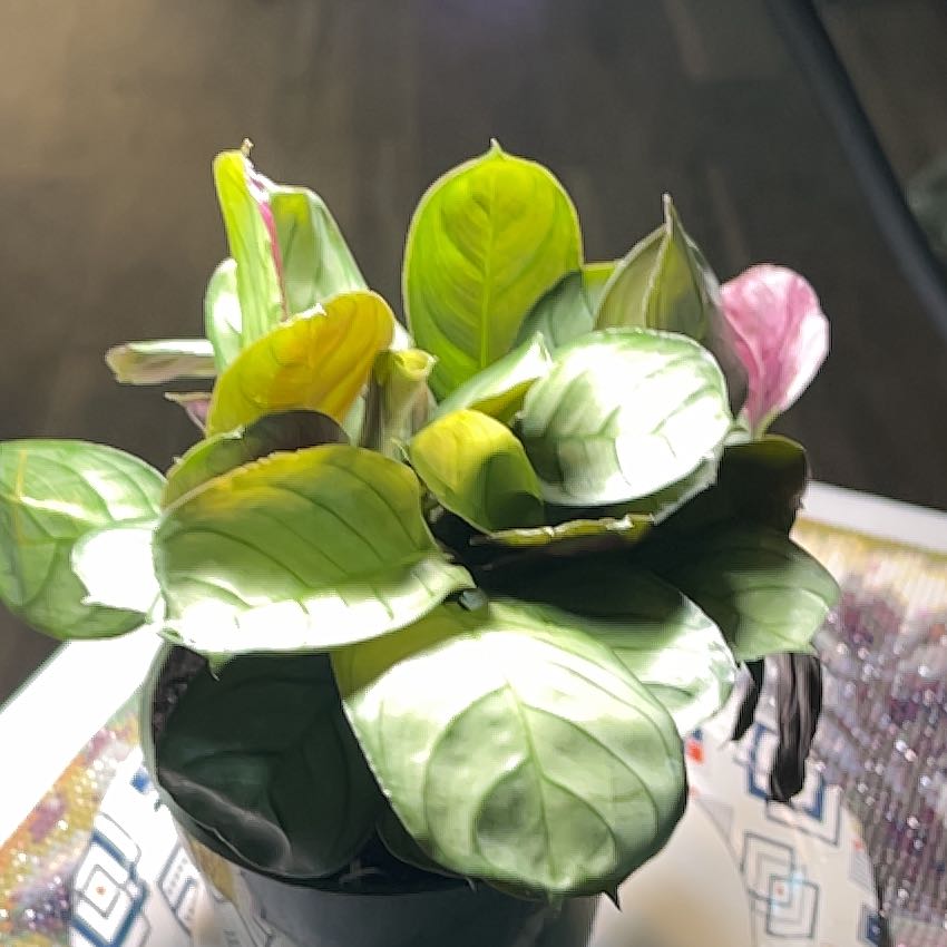 Photo of the plant species Ctenanthe amagris by @HappySelah25 named Amy on Greg, the plant care app