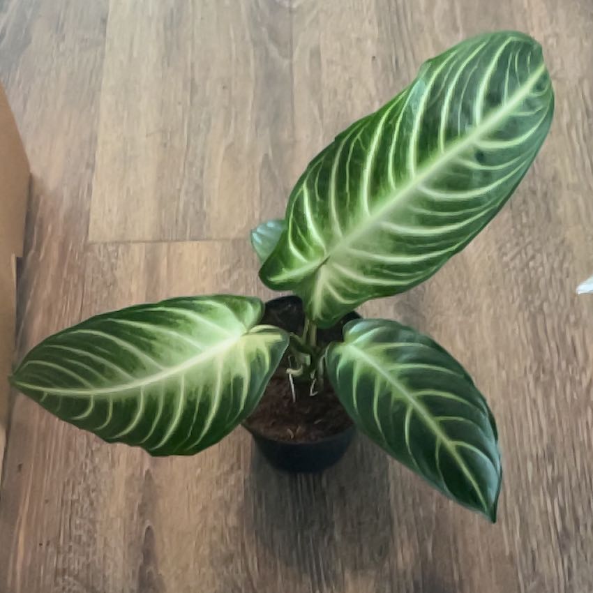 Photo of the plant species Magnificum by @HappySelah25 named Linden on Greg, the plant care app
