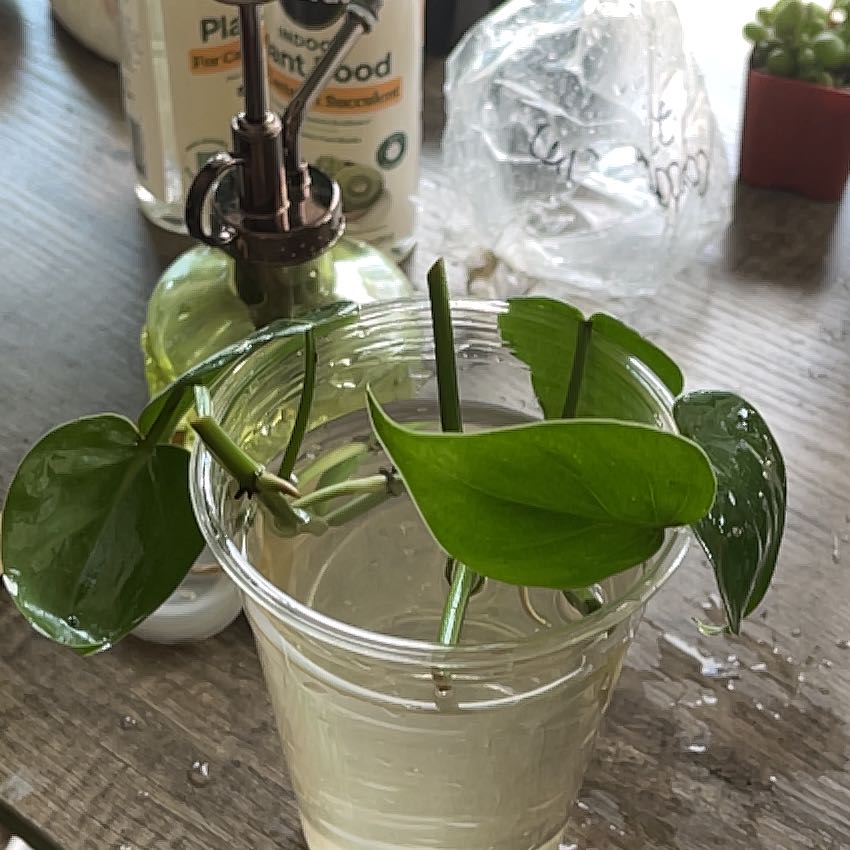 Photo of the plant species Philodendron cordatum by @HappySelah25 named Gordon on Greg, the plant care app