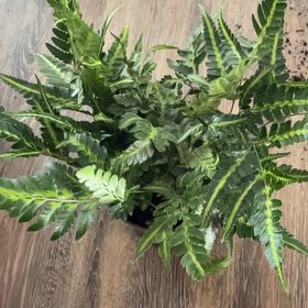 Photo of the plant species East Indian Holly Fern by @HappySelah25 named Indy on Greg, the plant care app
