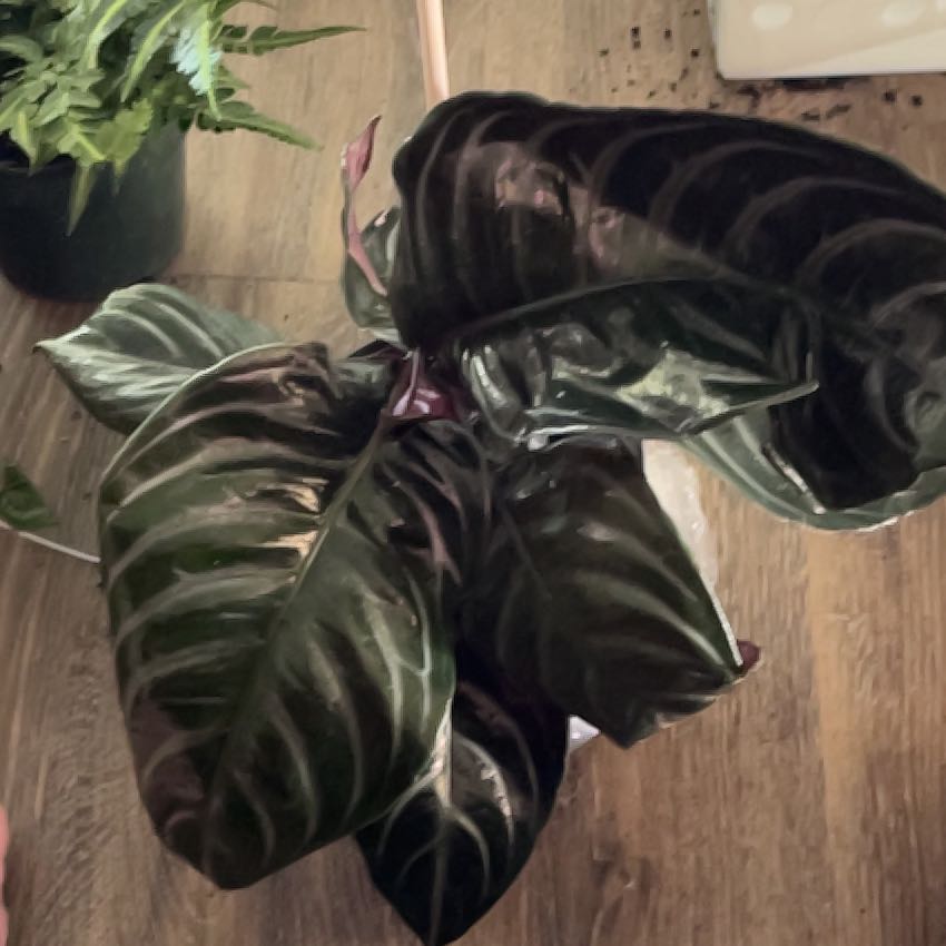 Photo of the plant species Zebra Fuego by @HappySelah25 named Figaro on Greg, the plant care app
