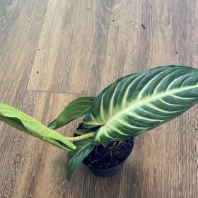 Photo of the plant species Caladium lindenii 'Magnificum' by @HappySelah25 named London on Greg, the plant care app