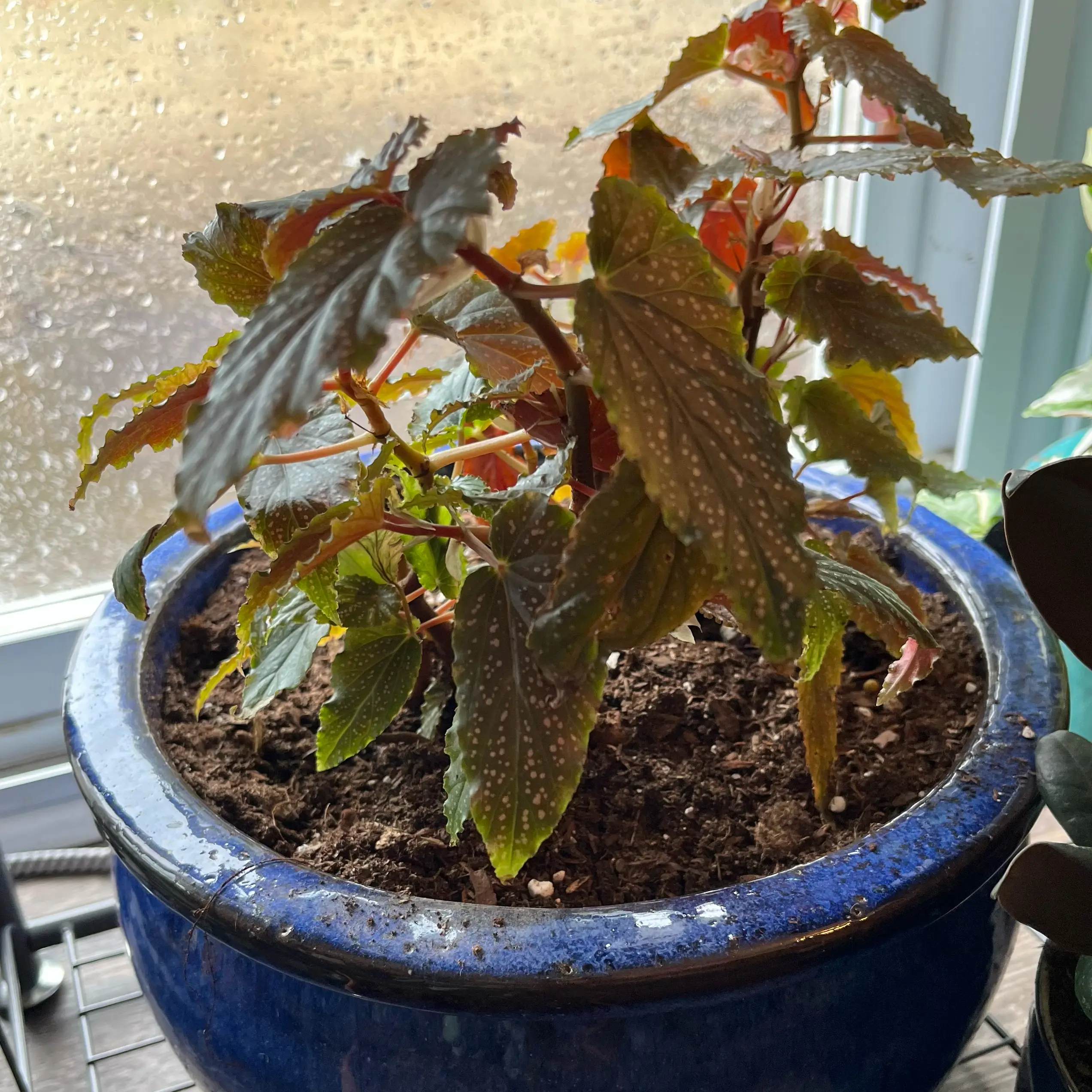 Photo of the plant species Begonia Elsa by @HappySelah25 named Xena on Greg, the plant care app