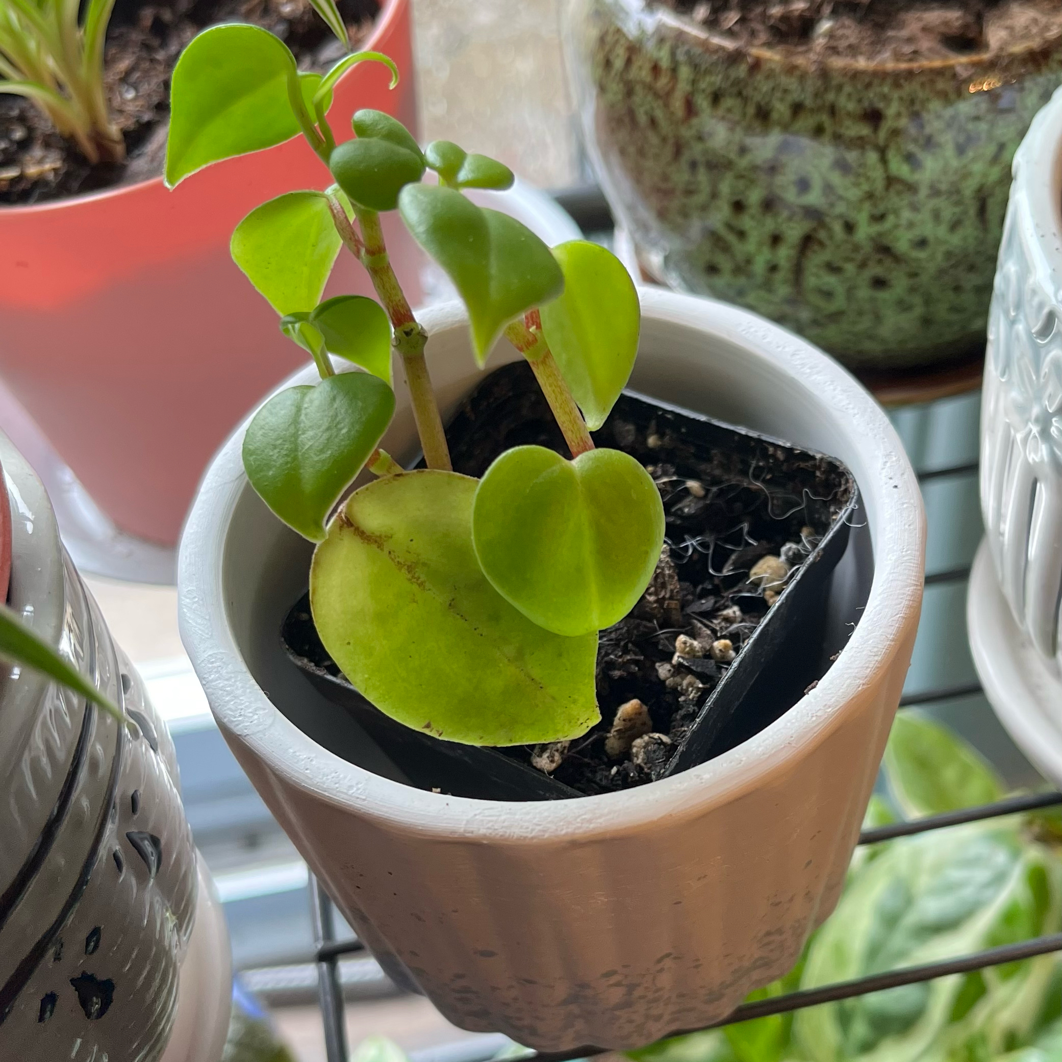 Photo of the plant species Variegated Peperomia Scandens by @HappySelah25 named Curie on Greg, the plant care app
