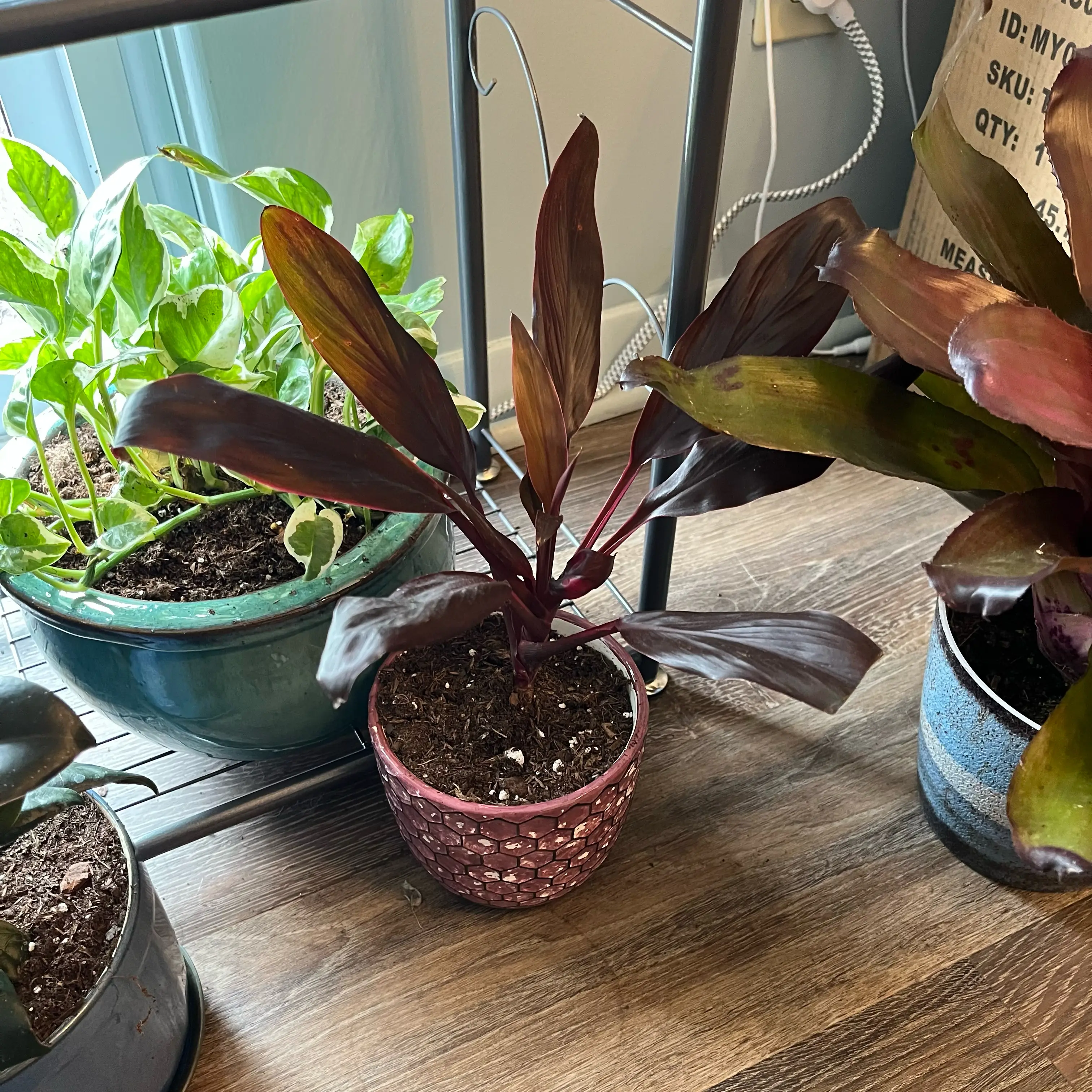 Photo of the plant species Cordyline 'Ruby' by @HappySelah25 named Scarlett on Greg, the plant care app