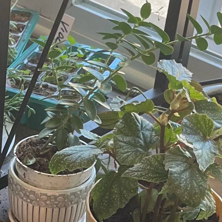 Photo of the plant species Bush Hoya by @HappySelah25 named Huckleberry Fern on Greg, the plant care app