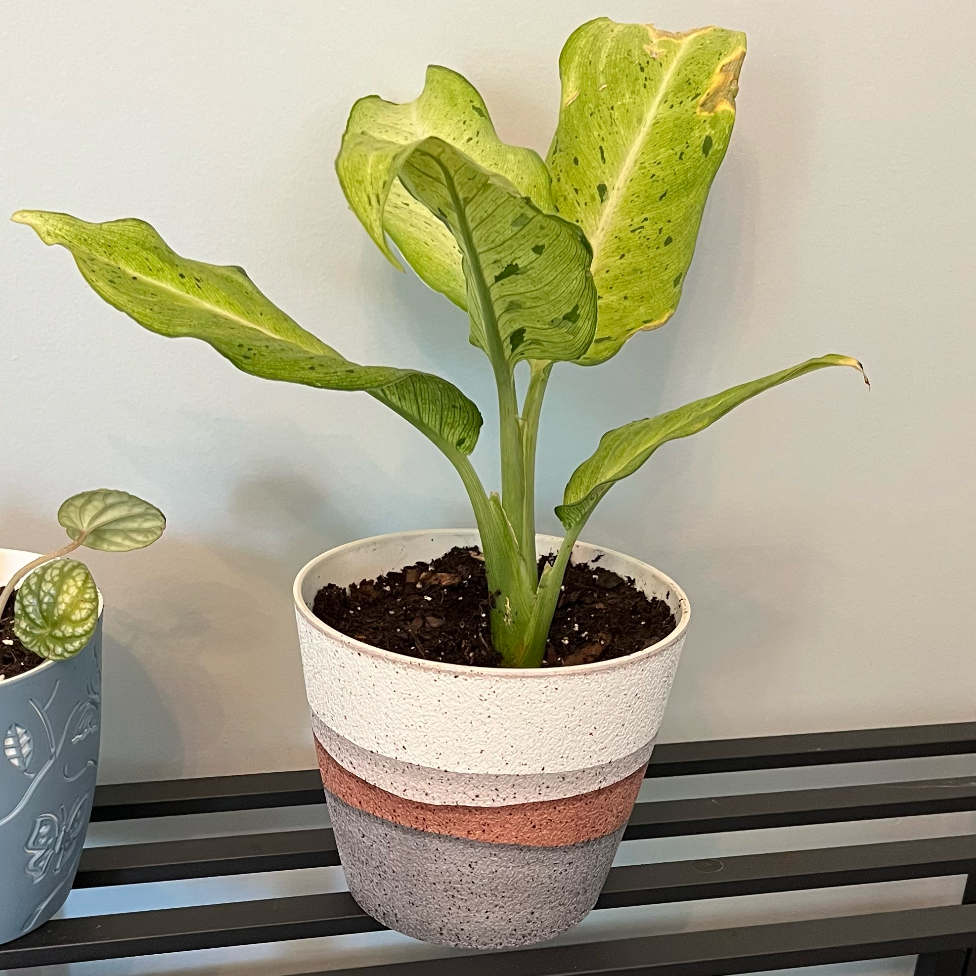 Photo of the plant species Dieffenbachia 'Camouflage' by @HappySelah25 named Daphne on Greg, the plant care app