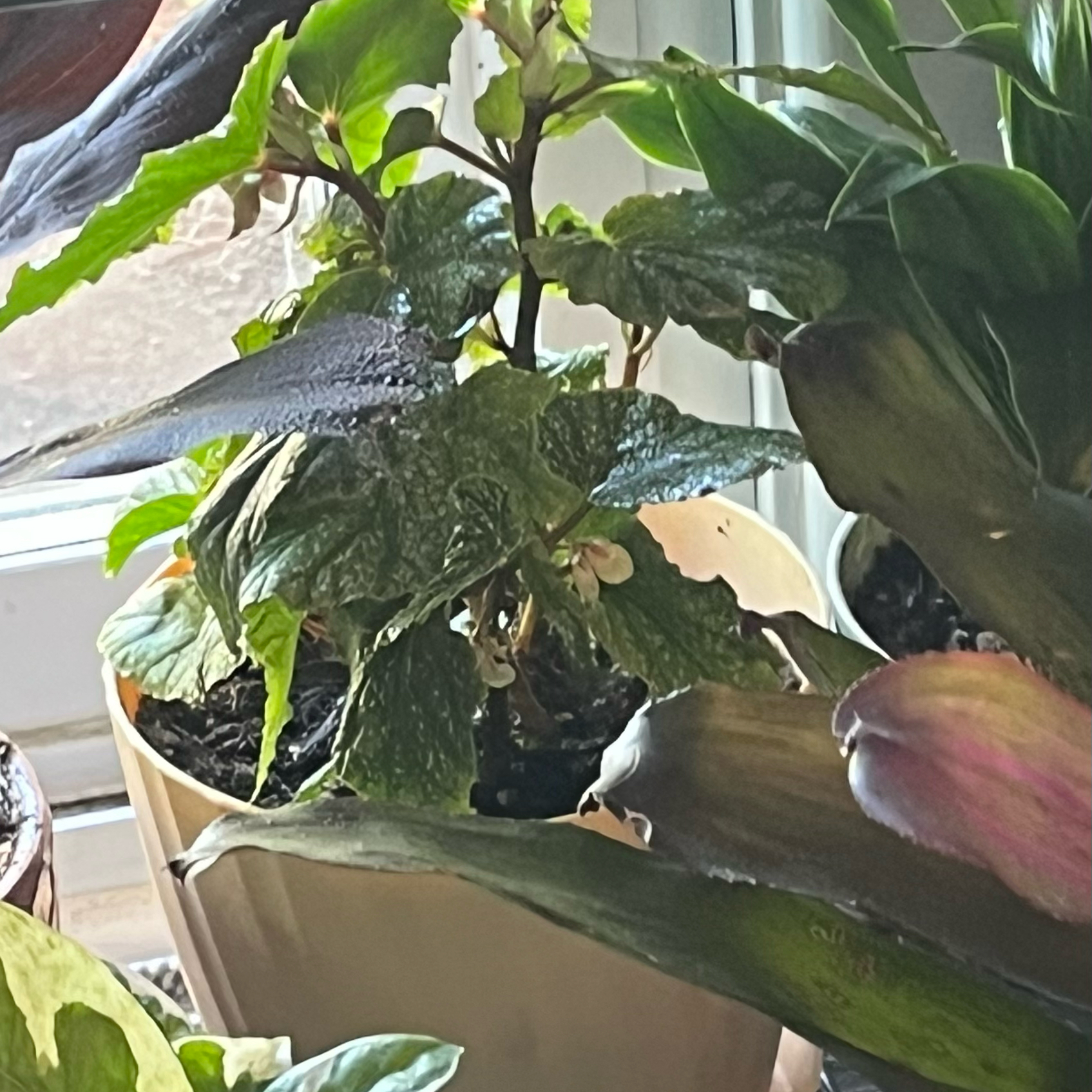 Photo of the plant species Eyelash Begonia by @HappySelah25 named Begonia Frosty on Greg, the plant care app