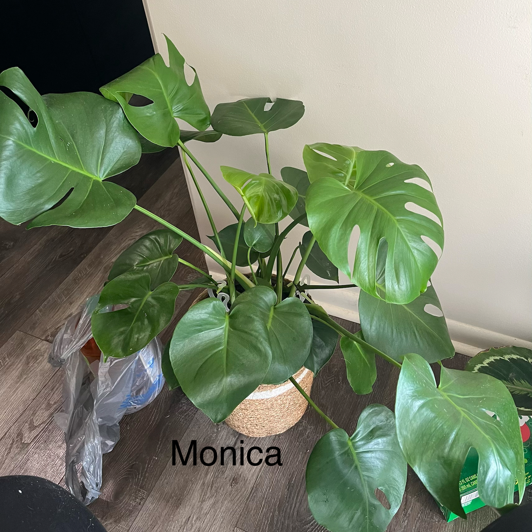 Photo of the plant species Monstera deliciosa x borsigiana 'Aurea' by @HappySelah25 named Monica on Greg, the plant care app