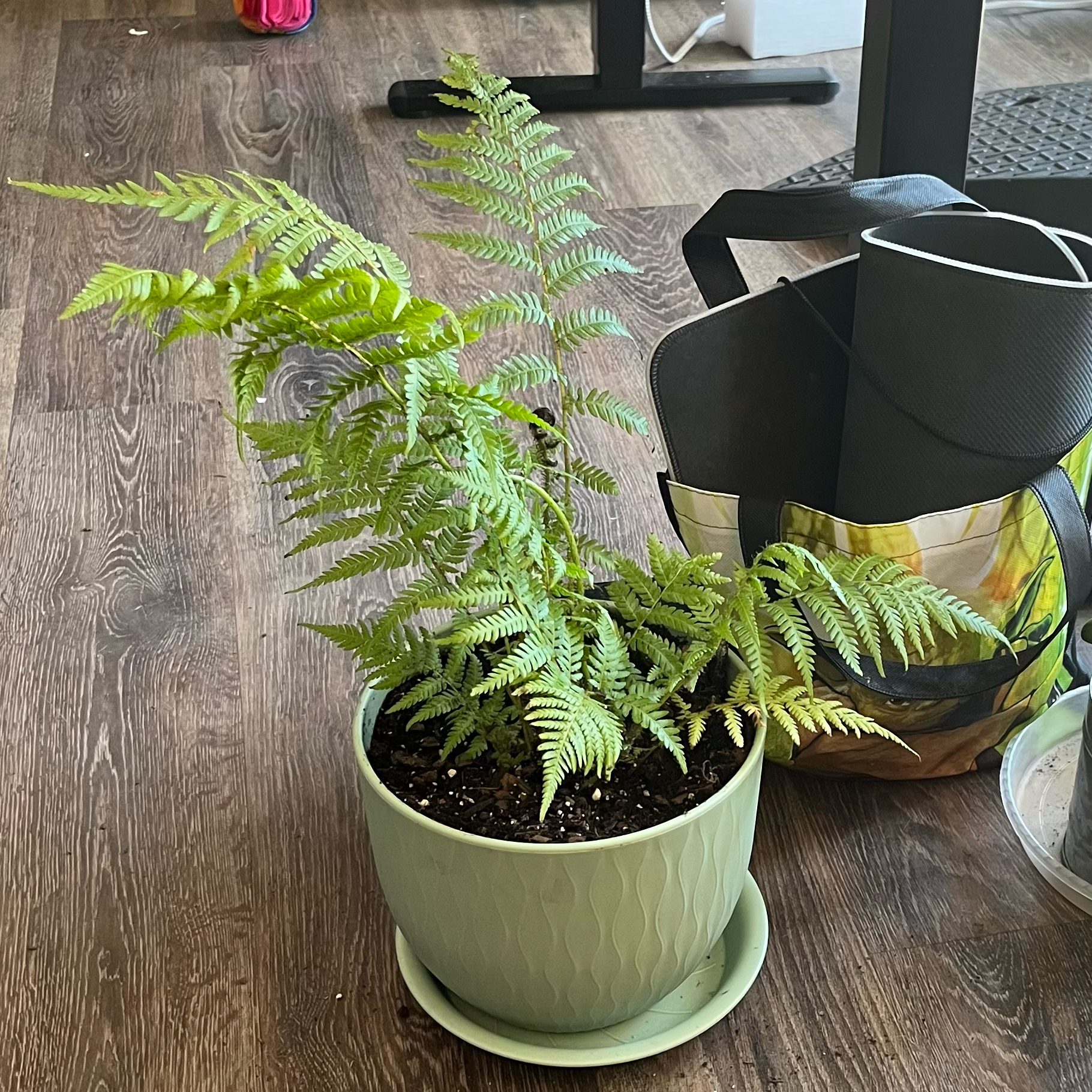 Photo of the plant species Australian Brake by @HappySelah25 named Fern on Greg, the plant care app